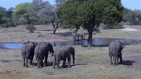 tembe elephant park webcam|Tembe Elephant Park, Südafrika Online